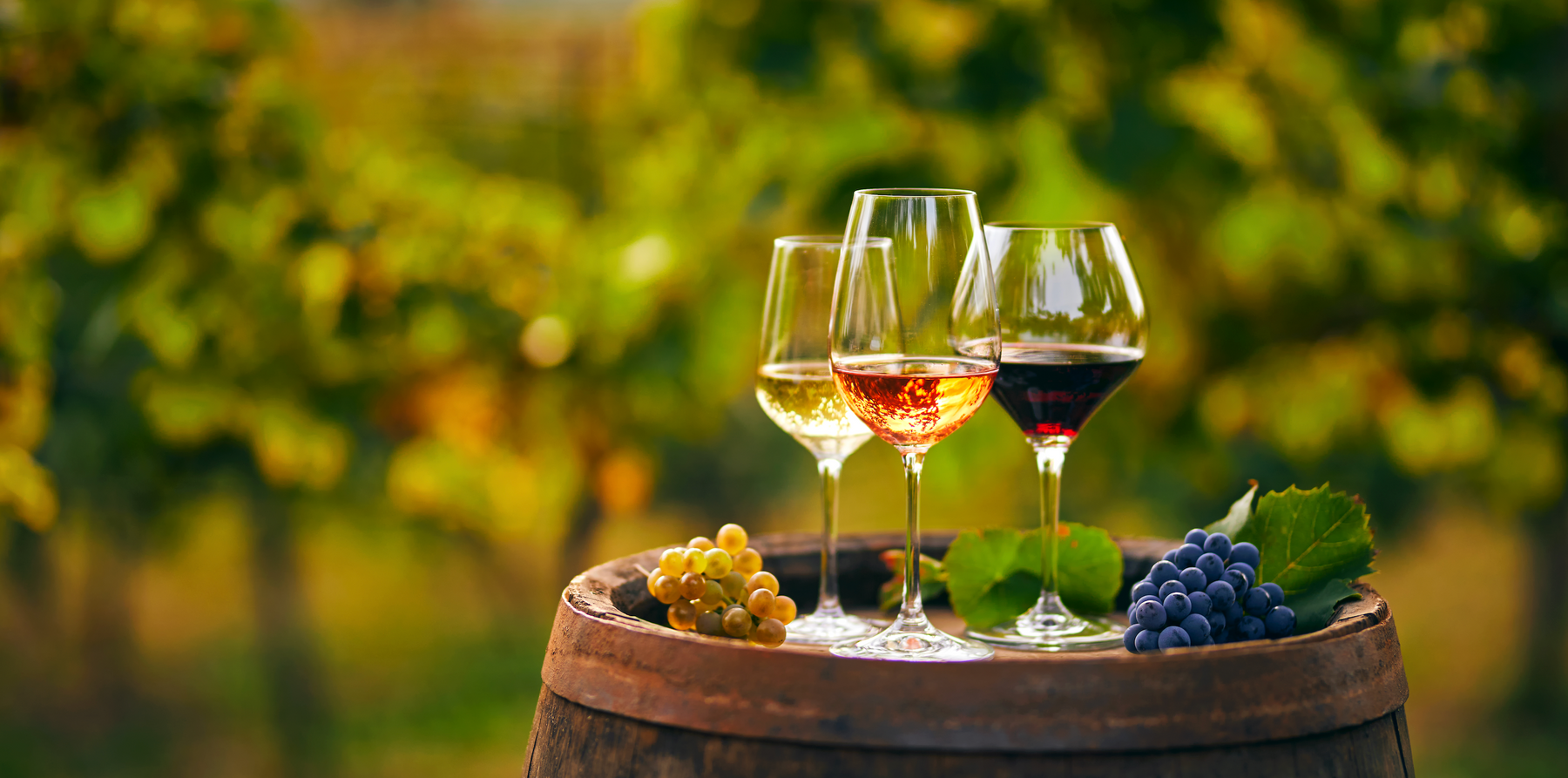 three grassl wine glasses in a vineyard